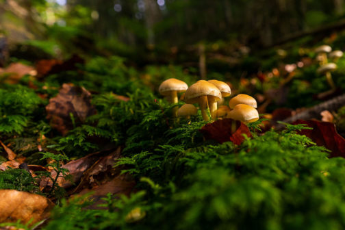 champignon en forêt